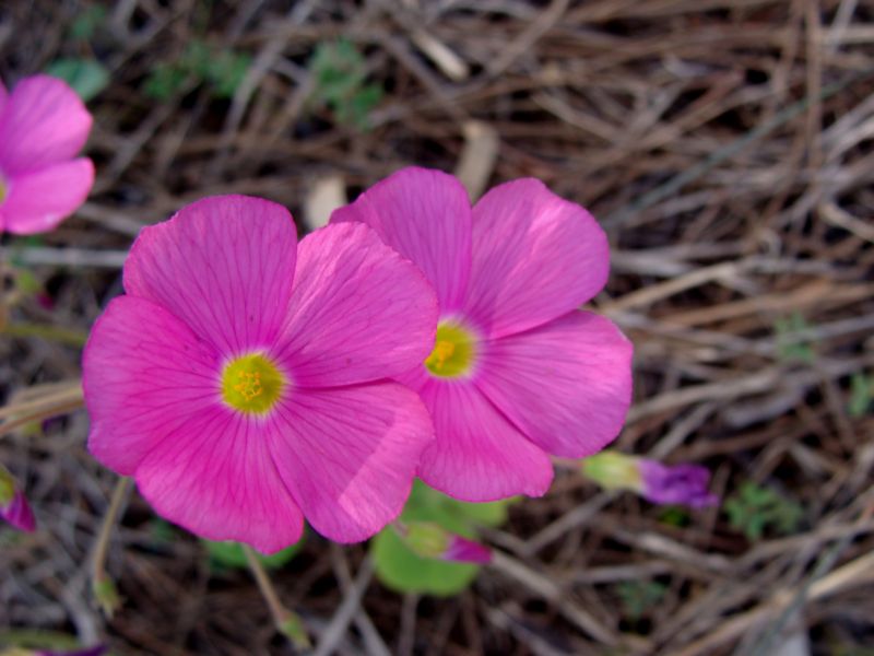 Oxalis purpurata e O. articulata
