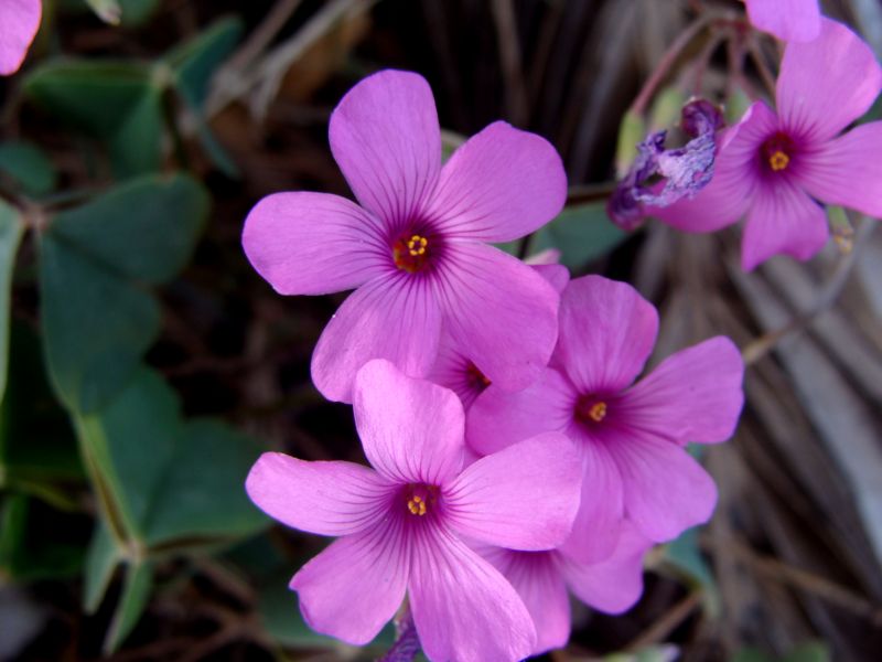 Oxalis purpurata e O. articulata