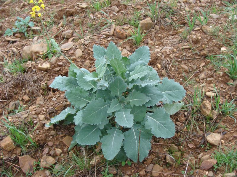 Brassica napus
