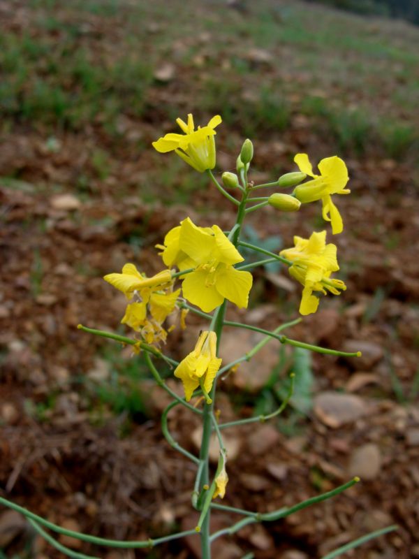 Brassica napus