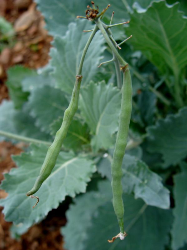 Brassica napus