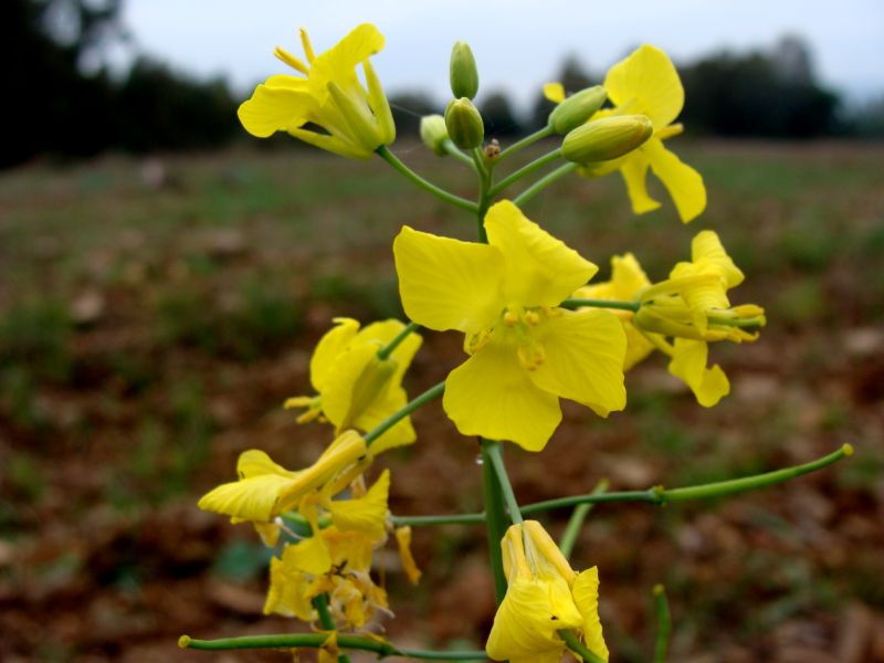 Brassica napus