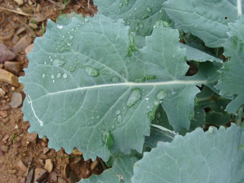 Brassica napus
