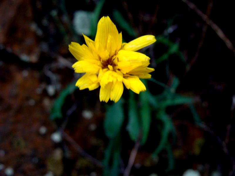 Reichardia picroides