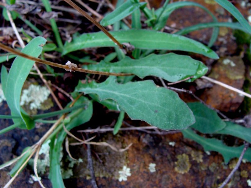 Reichardia picroides