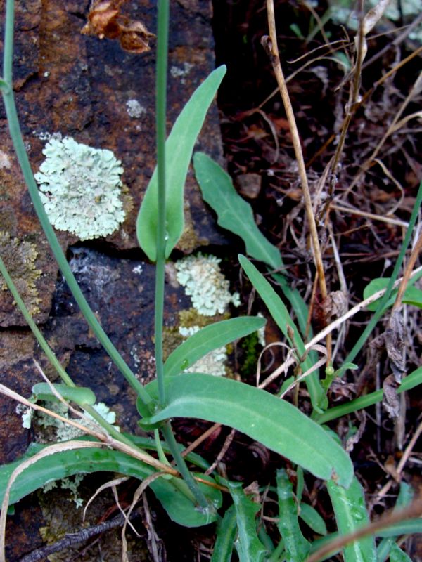 Reichardia picroides