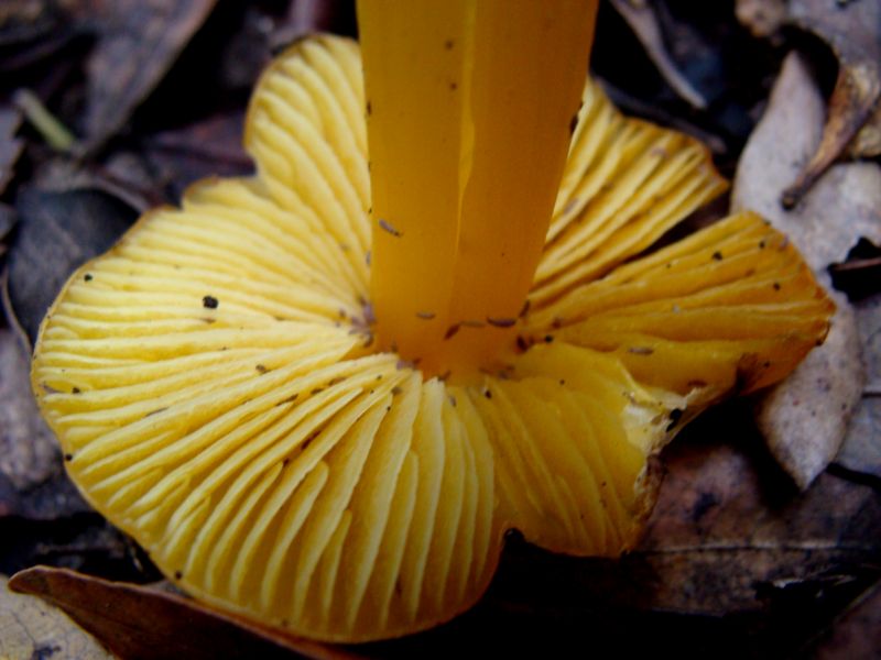Hygrocybe..
