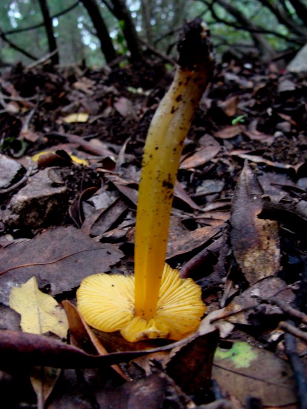 Hygrocybe..