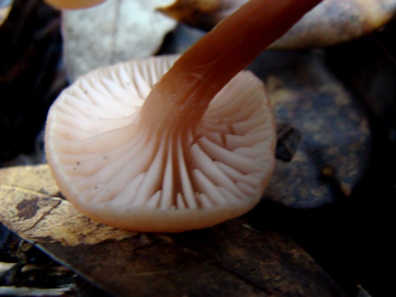 Piccoli funghi
