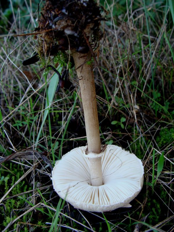 Lepiota..?