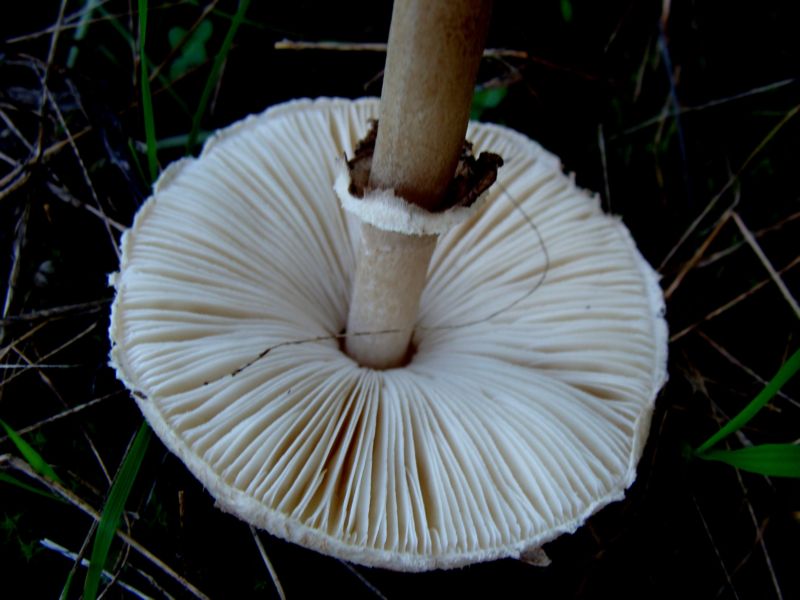 Lepiota..?