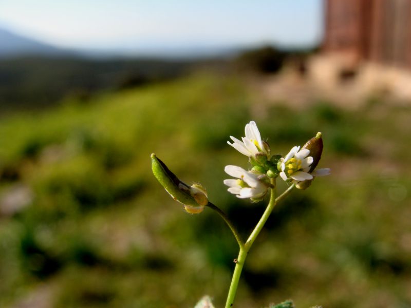 Stellaria? No, Erophila verna subsp. praecox