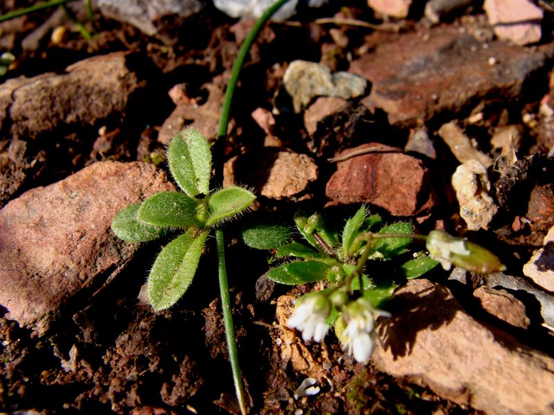 Stellaria? No, Erophila verna subsp. praecox