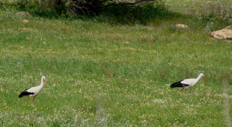 E'' arrivata la cicogna....
