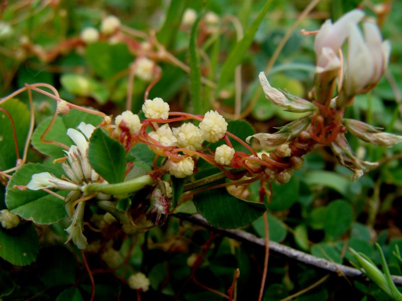 Cuscuta campestris / Cuscuta ungherese