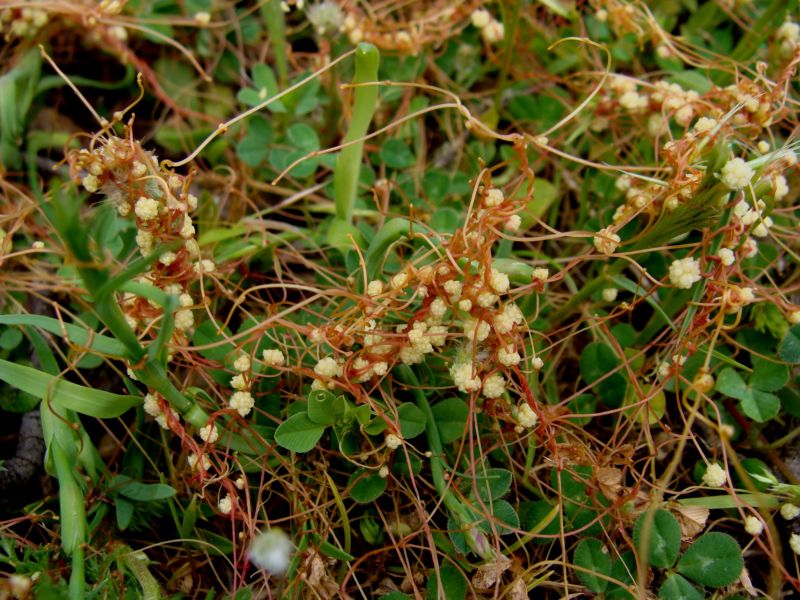 Cuscuta campestris / Cuscuta ungherese