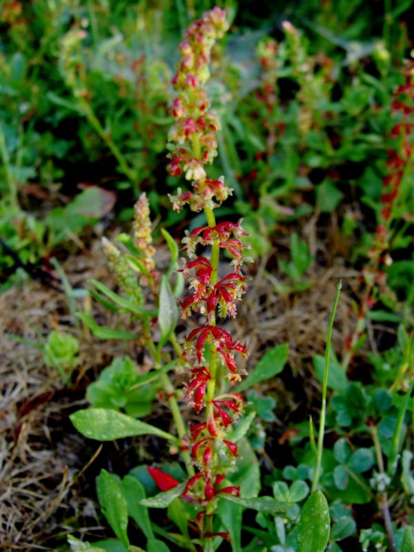 Rumex bucephalophorus / Romice capo di bue