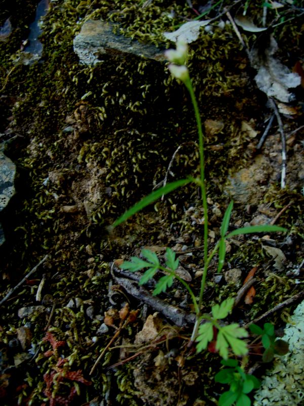Torilis arvensis