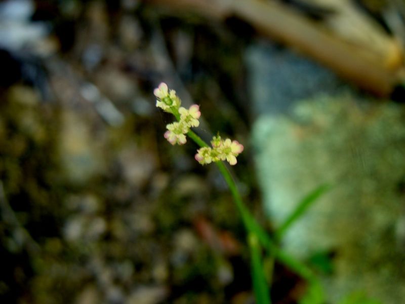 Torilis arvensis