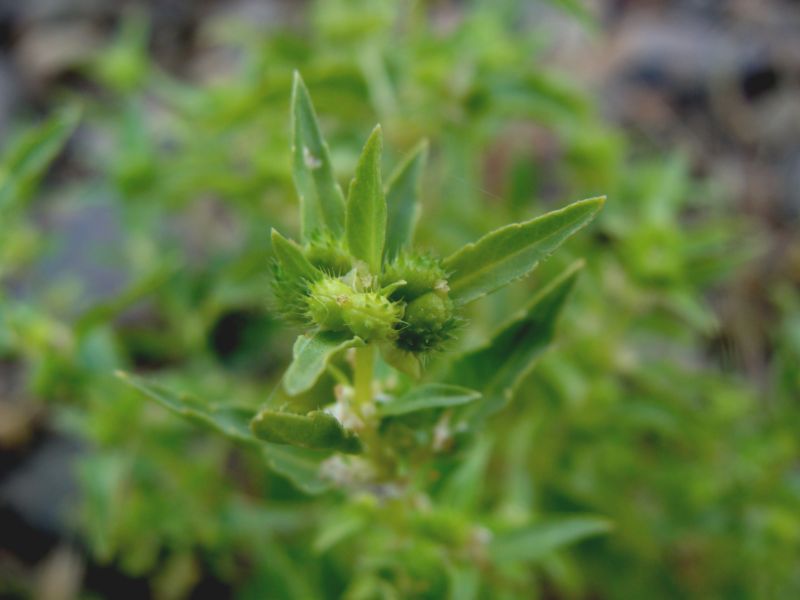 Mercurialis annua