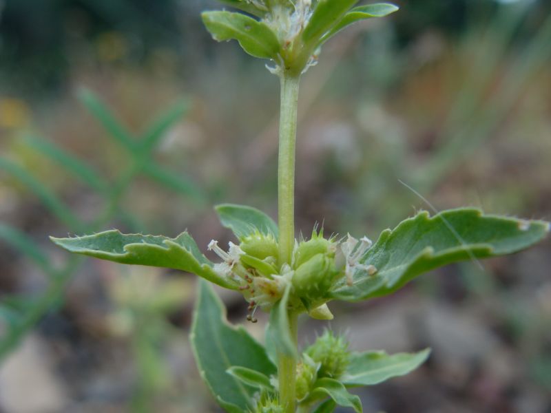 Mercurialis annua