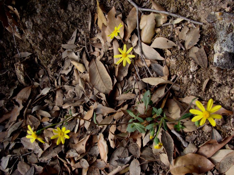 asteracea - Senecio leucanthemifolius