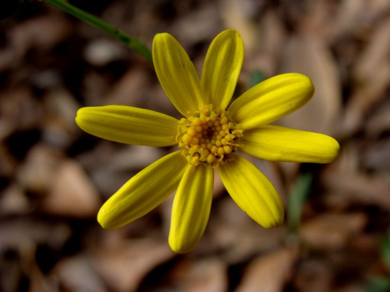 asteracea - Senecio leucanthemifolius