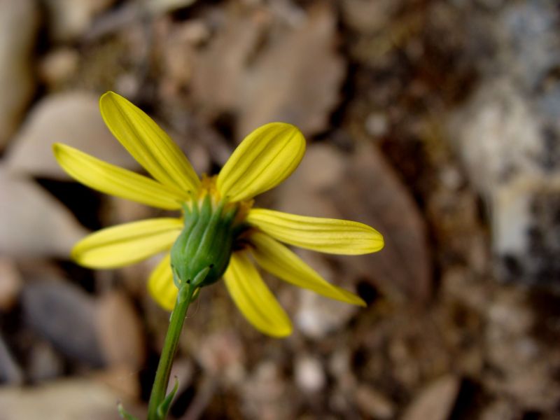 asteracea - Senecio leucanthemifolius