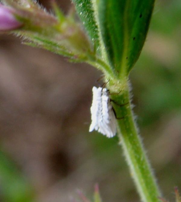 Pachypappa (Aphididae)? No.  Orthezia (Ortheziidae)