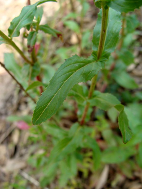 aiuto per determinare..- Epilobium sp.
