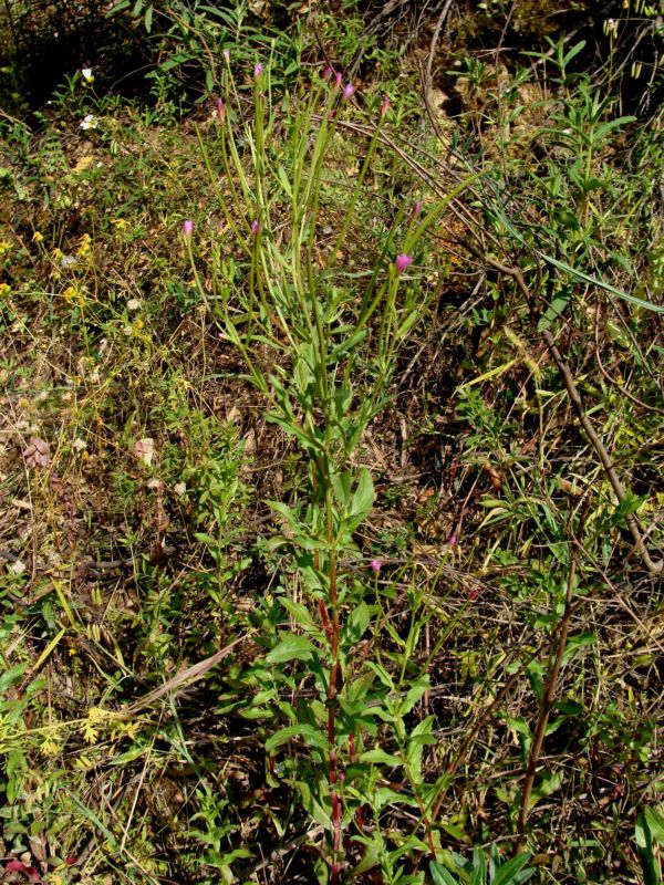aiuto per determinare..- Epilobium sp.