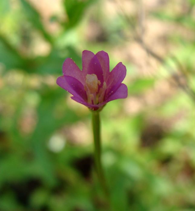 aiuto per determinare..- Epilobium sp.