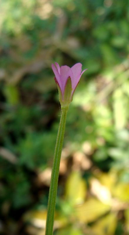 aiuto per determinare..- Epilobium sp.