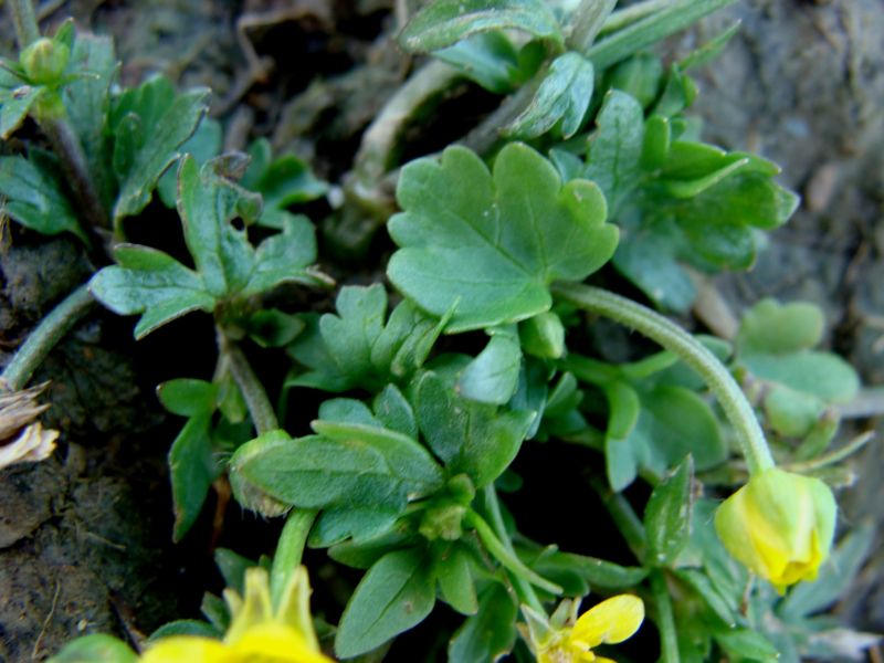 Ranunculus sardous / Ranuncolo sardo