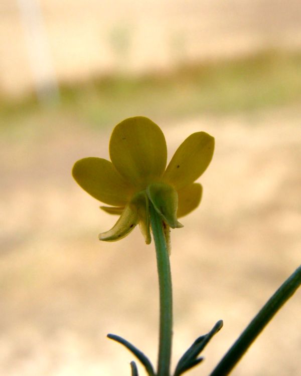 Ranunculus sardous / Ranuncolo sardo