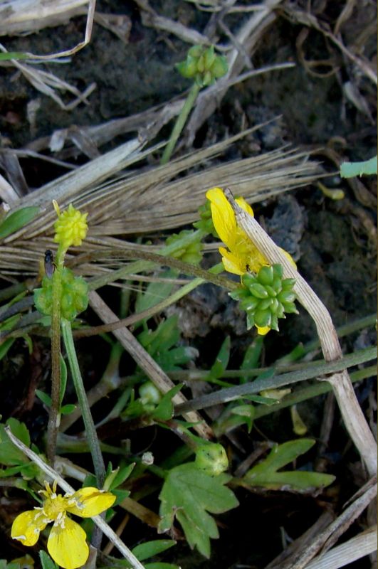 Ranunculus sardous / Ranuncolo sardo