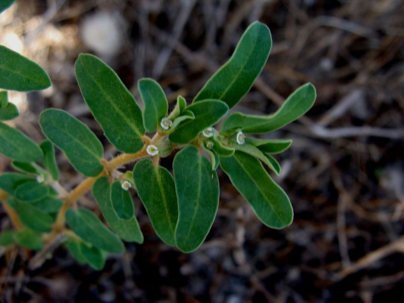 Euphorbia  maculata ?