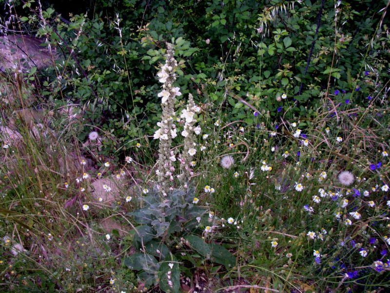 verbascum.. - Verbascum creticum