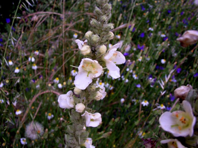 verbascum.. - Verbascum creticum