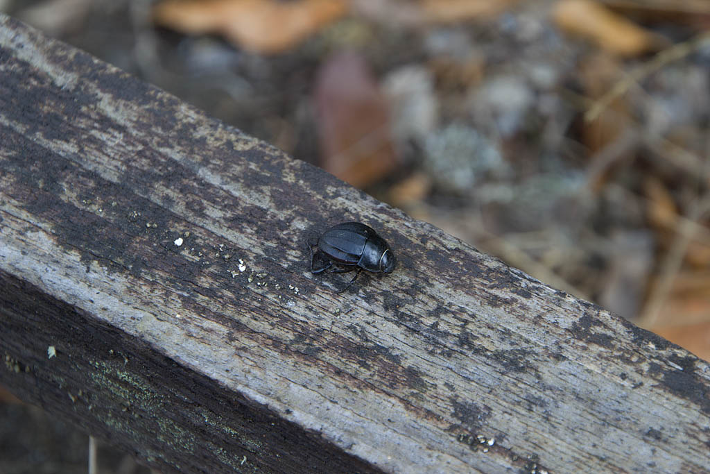 Due tipi....da spiaggia! Erodius sp.(morto)  e Tentyuria sp.
