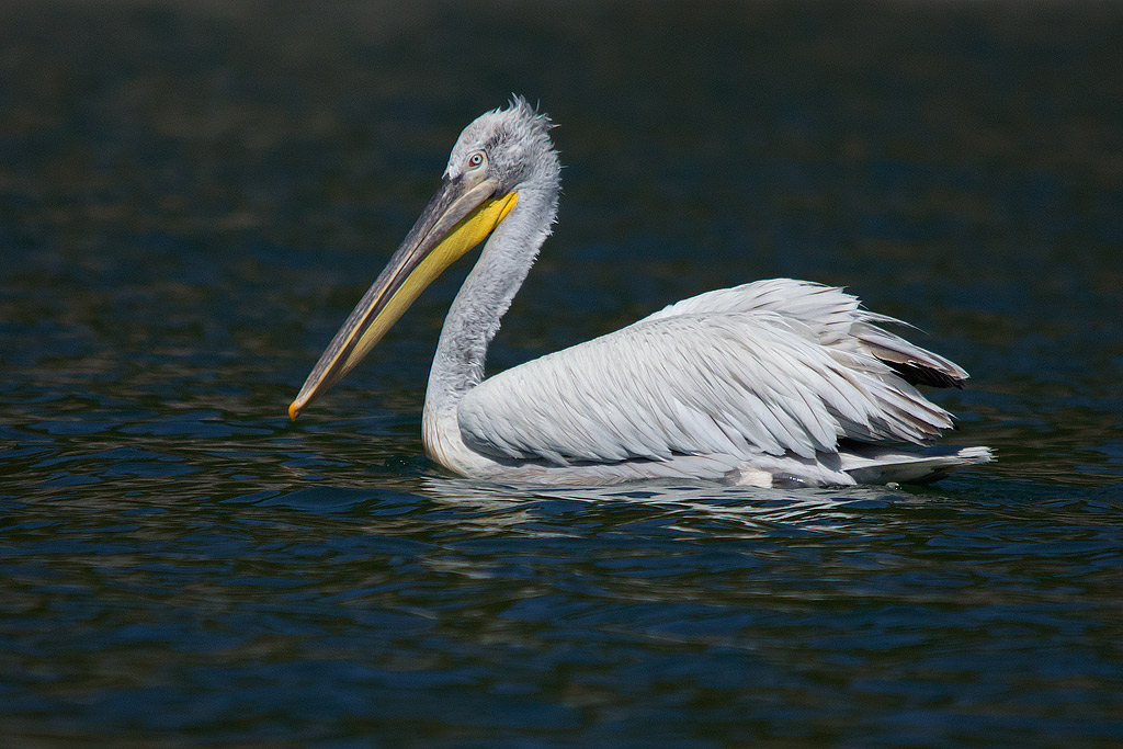 Pellicano riccio