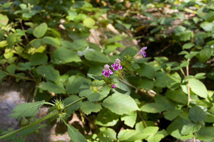 Galeopsis pubescens / Galeopside pubescente