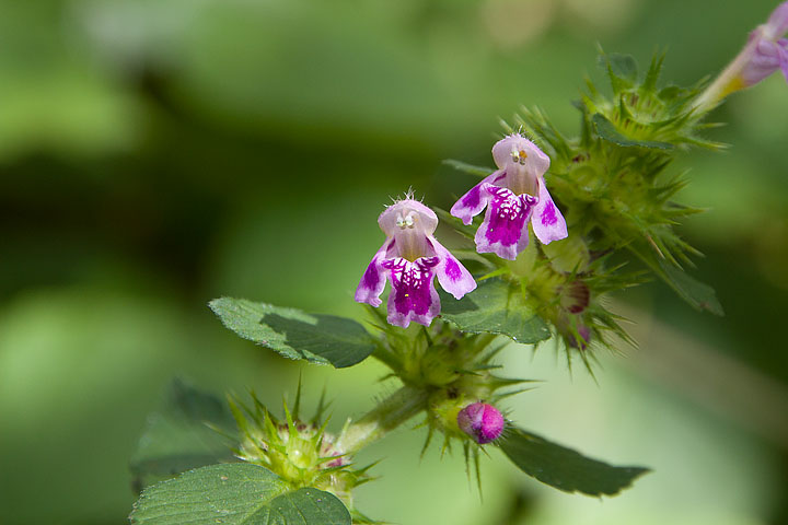 Galeopsis pubescens / Galeopside pubescente