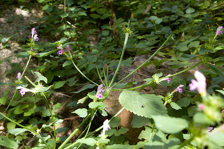 Galeopsis pubescens / Galeopside pubescente