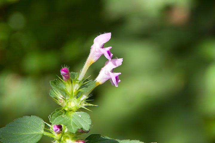 Galeopsis pubescens / Galeopside pubescente