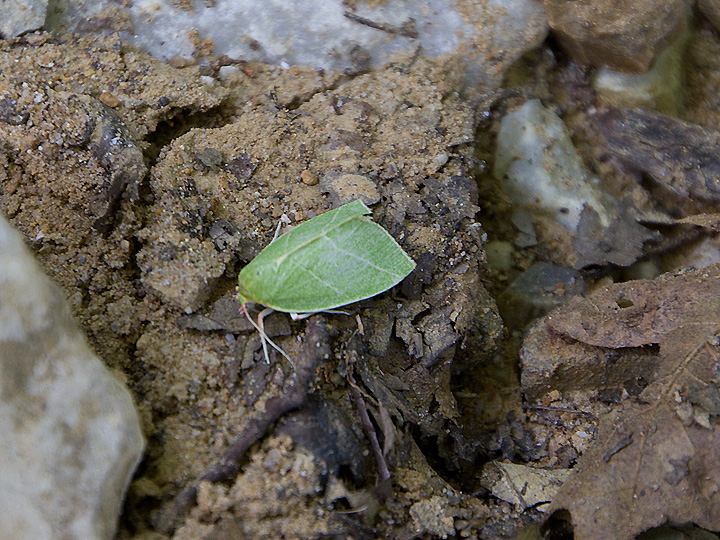Hemistola chrysoprasaria?