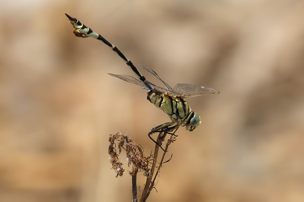 Lindenia tetraphylla