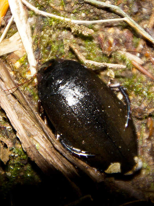 Un ditisco: Meladema coriacea