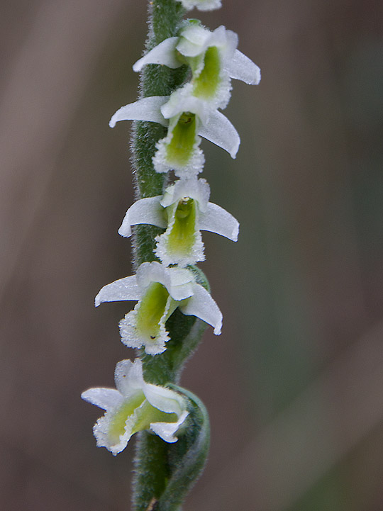 Spiranthes fiorentine..