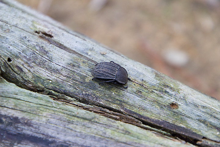 Asida sp.